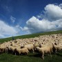 Owce w Walii